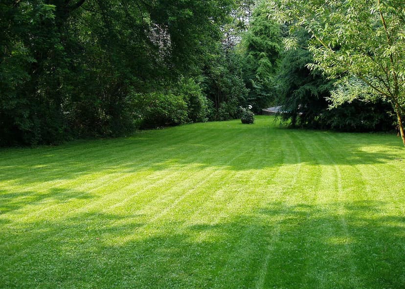 Healthy Aerated Lawn